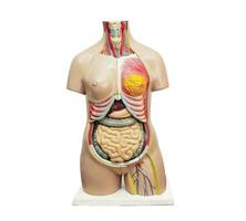 mänsklig kropp anatomi organ modell isolerat på vit bakgrund med klippning väg för studie utbildning medicinsk kurs. foto