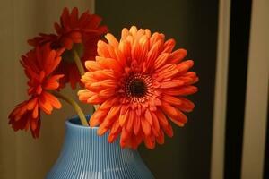 höst orange blommor, sommar blomstrande orange gerbera blomma. foto