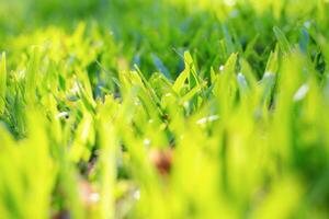 gräs av gräsmatta. foto