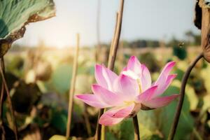 lotus och torkar löv. foto