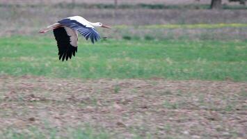 migrerande svart och vit stork foto