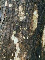hård och smutsig träd bark textur, mönster, för kartläggning i 3ds natur stil foto