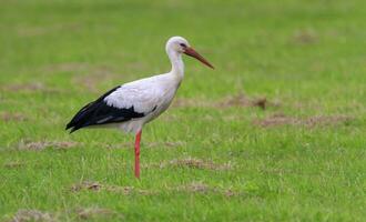 europeisk vit stork, ciconia foto