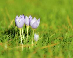 stänga upp av vit krokus blommor i springtime foto