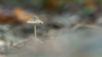 enda svamp i de skog i bokeh bakgrund foto