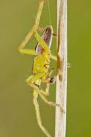 grön jägare Spindel - mikromata virescens foto