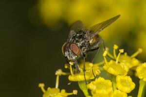 flyga på topp av gul blomma foto