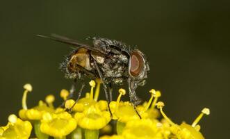 flyga på topp av gul blomma foto