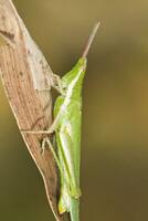 grön gräshoppa - pyrgomorpha konika foto