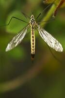 ichneumon geting - syzeuctus foto