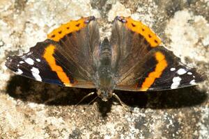 målad lady - vanessa cardui foto