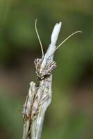 empusa pennata stänga upp foto