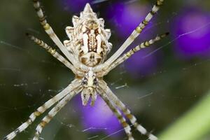 Argiope lobata stänga upp foto