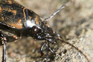 calosoma maderae stänga upp foto