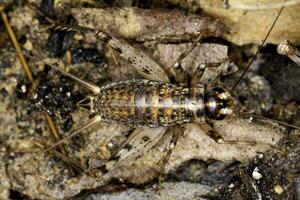 cricket skalbagge stänga upp foto