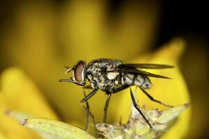 kött flyga insekt foto