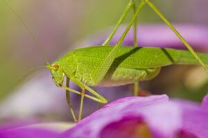 skärebärande bush-cricket - faneroptera falcata foto