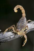 buthus scorpion - scorpio occitanus foto