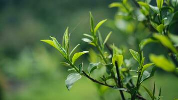 naturlig grön te blad, gröna te löv på växt foto