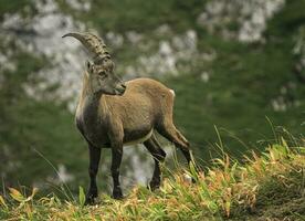 manlig vild alpin, capra stenbock, eller Steinbock foto