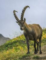 Steinbock eller alpina capra stenbock porträtt på colombiere passera, Frankrike foto