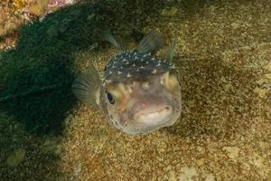 fiskar simmar i Röda havet, färgglada fiskar, Eilat Israel foto