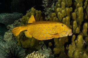 fiskar simmar i Röda havet, färgglada fiskar, Eilat Israel foto