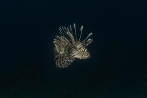 lionfish i Röda havet färgglada fiskar, eilat israel foto