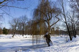 den största parken i prag stromovka under den snöiga vintern foto