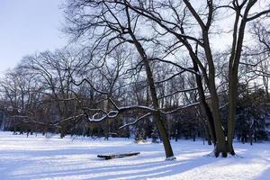 den största parken i prag stromovka under den snöiga vintern foto
