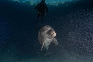 delfin som simmar i Röda havet, Eilat Israel foto