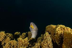 moray ål mooray lycodontis undulatus i Röda havet, eilat israel foto