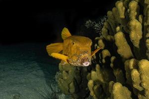 fiskar simmar i Röda havet, färgglada fiskar, Eilat Israel foto