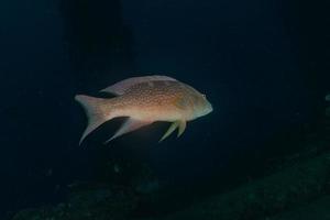 fiskar simmar i Röda havet, färgglada fiskar, Eilat Israel foto