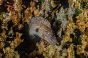 moray ål mooray lycodontis undulatus i Röda havet, eilat israel foto