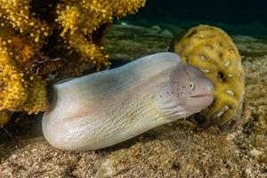 moray ål mooray lycodontis undulatus i Röda havet, eilat israel foto