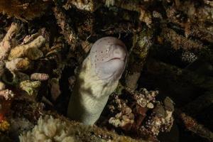 moray ål mooray lycodontis undulatus i Röda havet, eilat israel foto