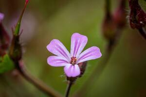 stänga upp ört robert, geranium robertianum i en gård efter de regn foto