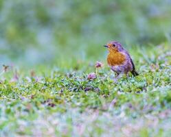 europeisk robin rödbröst, erithacus rubecula, tätting fågel stående på de gräs foto