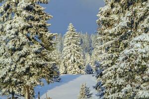 träd i de jura berg förbi vinter- solnedgång, schweiz foto