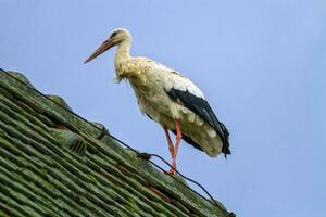 europeisk vit stork, ciconia foto