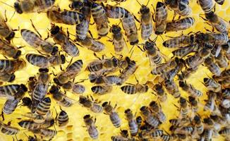 bakgrund hexagon konsistens, vax honungskaka från en bikupa foto