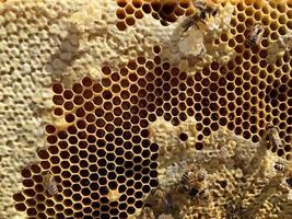 hexagon struktur är bikaka från bikupan fylld med gyllene honung foto