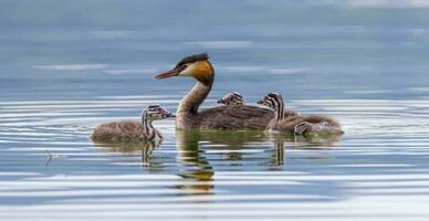 naken dopping, podiceps krisstatus, Anka och spädbarn foto