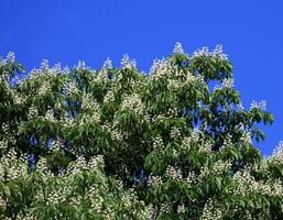 kastanj trädblommor och blå himmel foto