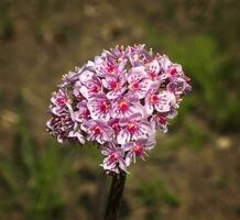 darmera peltata, indisk rabarber eller paraplyväxt foto