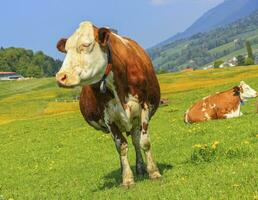 fribourg ko vilar, schweiz foto