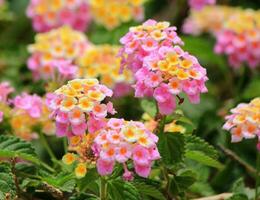 rosa lantana camara blommor foto