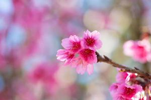 vacker sakura eller körsbärsblomning på våren foto