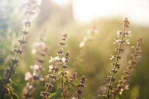 maskrosblommor, gyllene solstrålar. foto